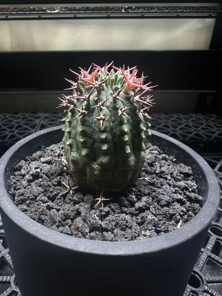 群星冠大戟 Euphorbia stellispina