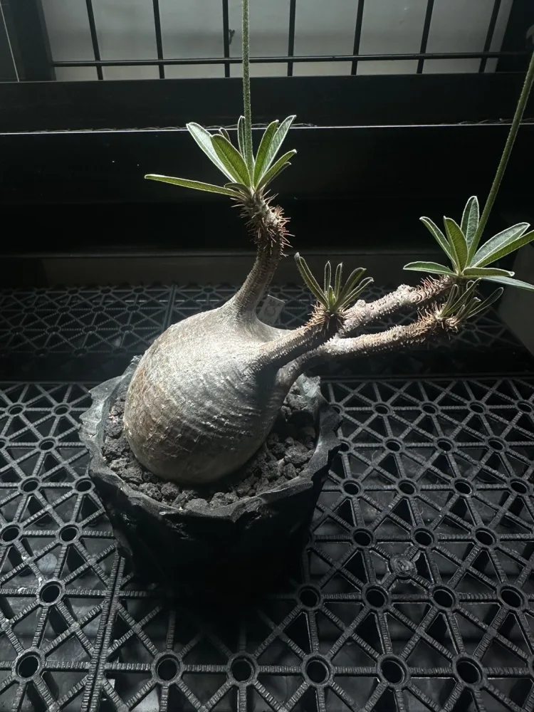 象牙宮 Pachypodium rosulatum var. gracilius
