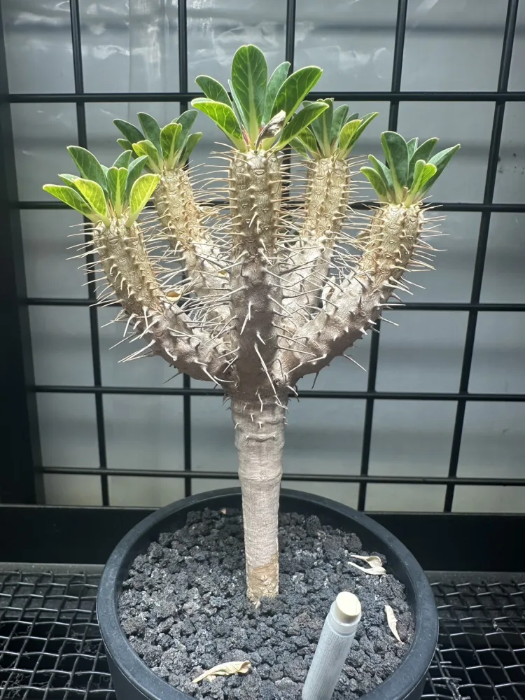 鬼棲閣  Euphorbia guillauminiana