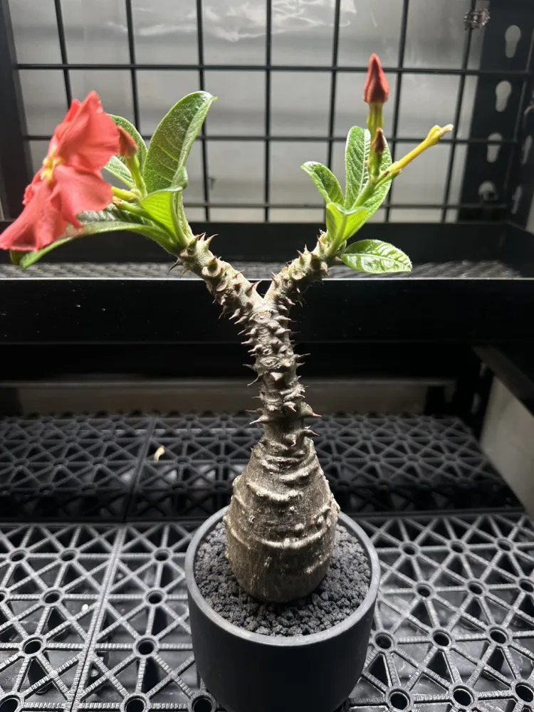 溫莎瓶幹 Pachypodium windsorii