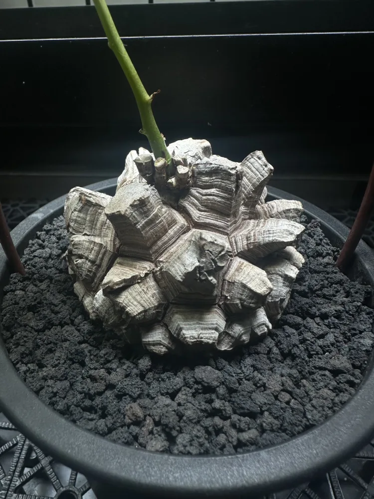 南非龜甲龍 Dioscorea elephantipes