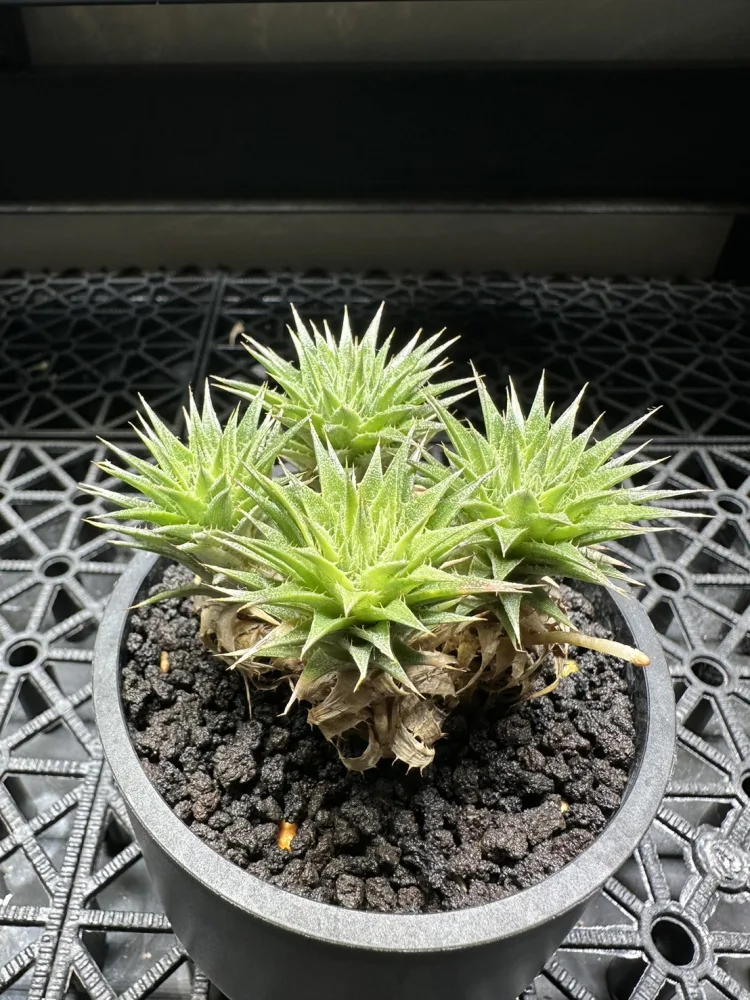 德氏鳳梨 Deuterocohnia brevifolia