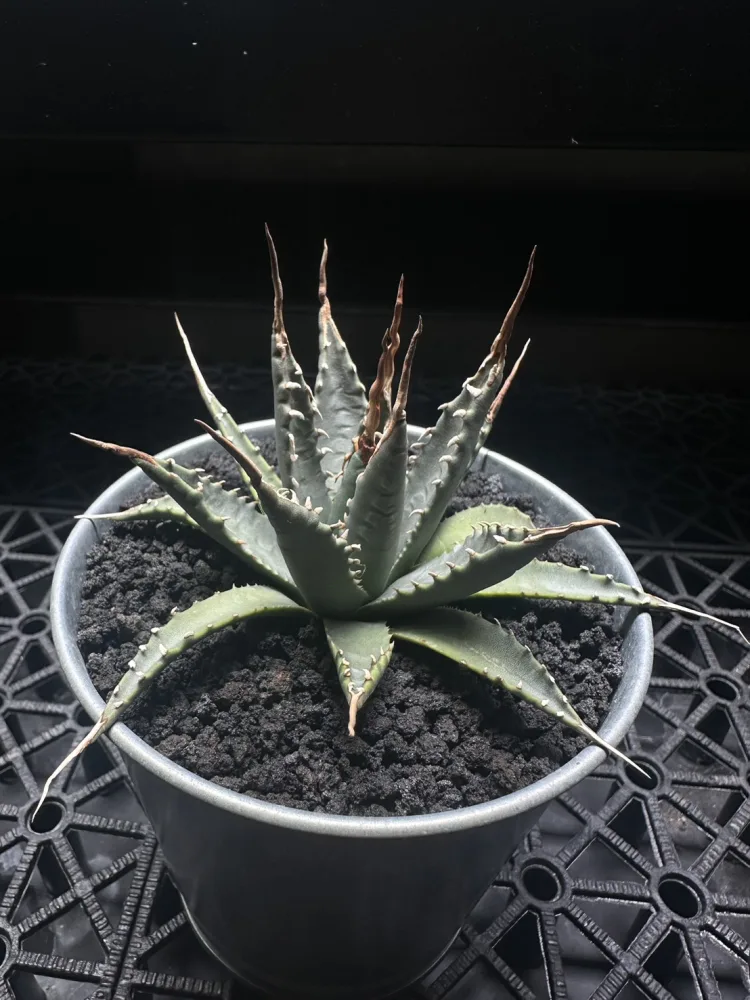 象牙妖炎 Agave utahensis var. eborispina