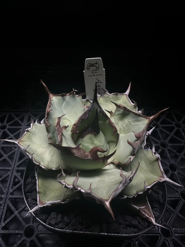 鹹狗嚴龍  Agave titanota 'Salty Dog