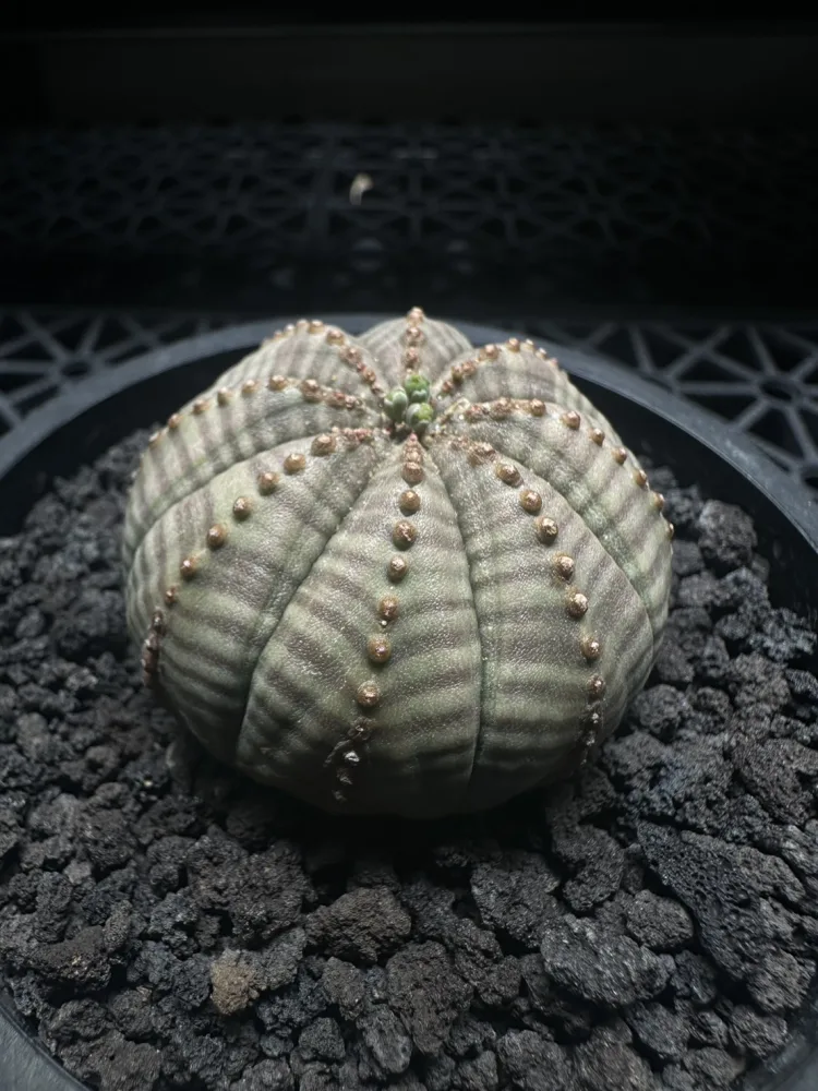 布紋球 Euphorbia obesa(母)