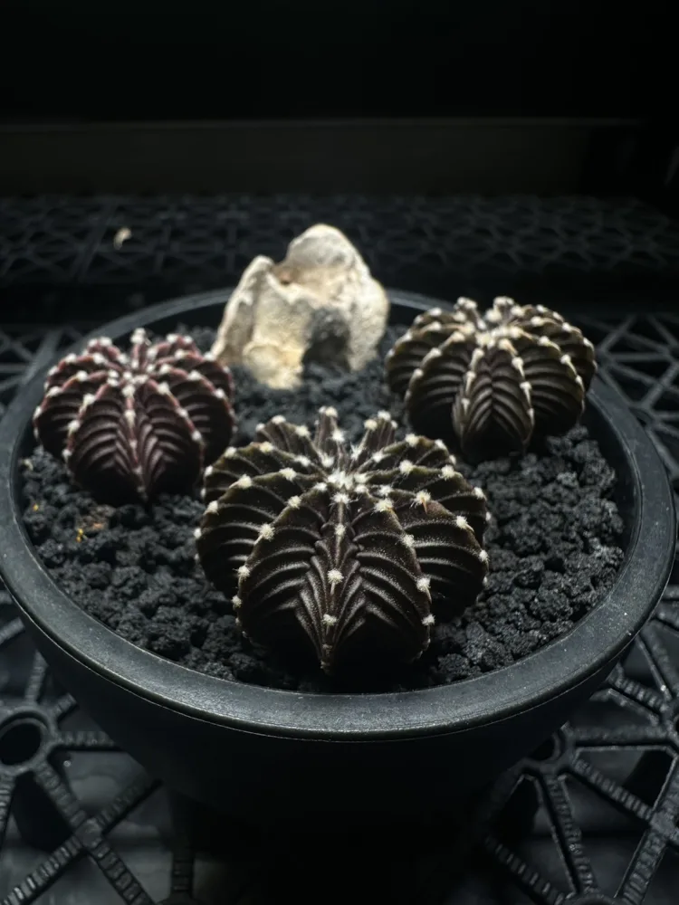 肋骨牡丹 VOS1241 Gymnocalycium friedrichii LB1241