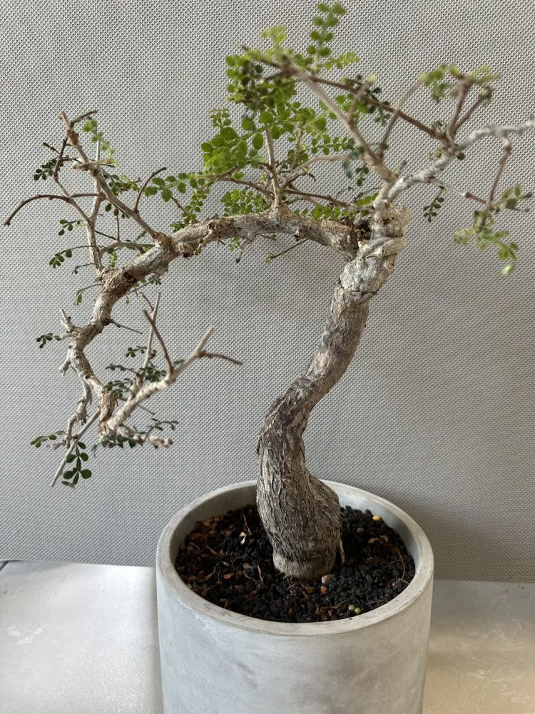 列加氏漆樹  Operculicarya decaryi