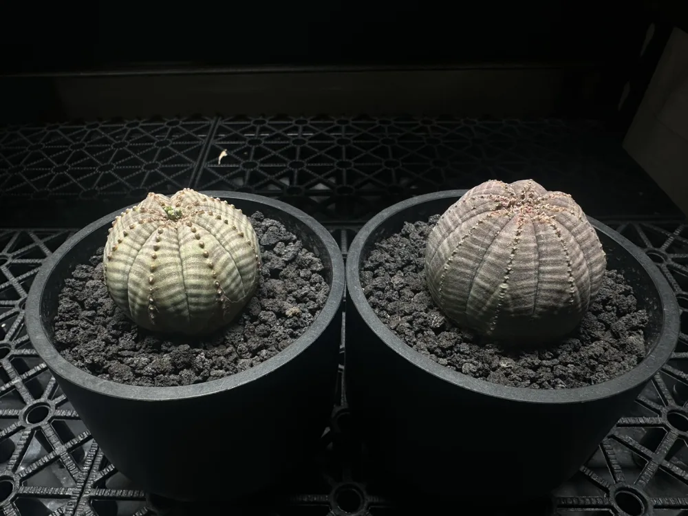 布紋球 Euphorbia obesa(公)