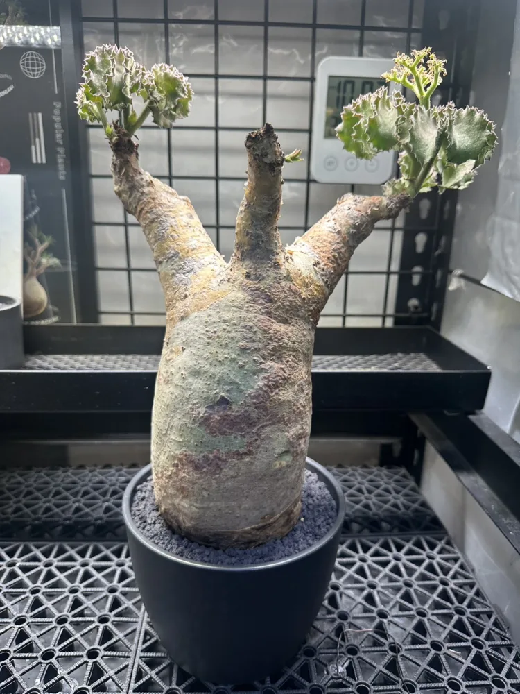 安哥拉葡萄甕 Cyphostemma uter var. macropus