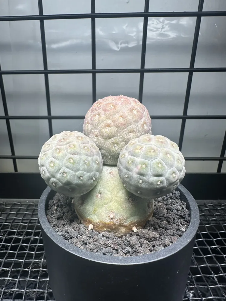 習志野 Tephrocactus geometricus